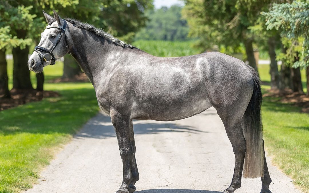 Connemara Pony